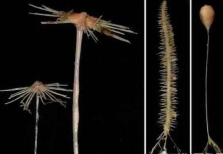 海底一万米的恐怖之处：深海中生物盘点（图）
