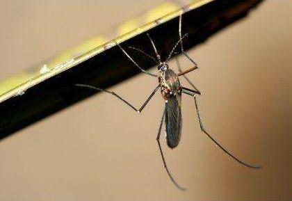 睡觉防蚊子的最好办法：效果挺好才睡得更香（图）