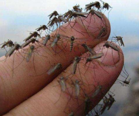 睡觉防蚊子的最好办法：效果挺好才睡得更香（图）