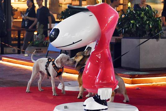 吸宠社交了解一下 全国首个宠物友好街区“旺街”萌袭津门 吸宠社交了解一下 全国首个宠物友好街区“旺街”萌袭津门