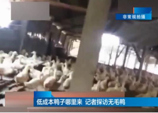 18元一只烤鸭调查:个个油光发亮,竟是吃补药速成长大 18元一只烤鸭调查:个个油光发亮,竟是吃补药速成长大