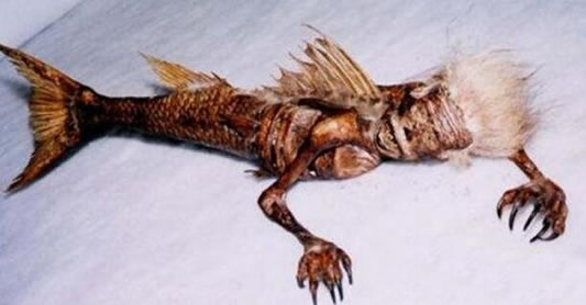 真正美人鱼:美人鱼之谜,真实记载的美人鱼事件 真正美人鱼:美人鱼之谜,真实记载的美人鱼事件