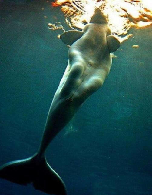 真正美人鱼:美人鱼之谜,真实记载的美人鱼事件 真正美人鱼:美人鱼之谜,真实记载的美人鱼事件