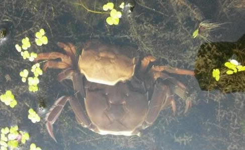 螃蟹脱壳：介绍螃蟹脱壳全过程（附：螃蟹脱壳视频）