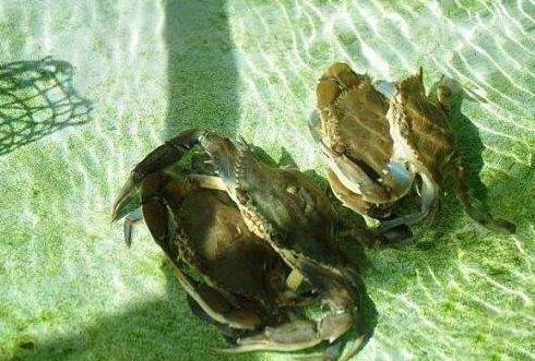 螃蟹脱壳:介绍螃蟹脱壳全过程(附:螃蟹脱壳视频) 螃蟹脱壳:介绍螃蟹脱壳全过程(附:螃蟹脱壳视频)