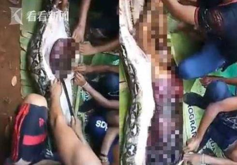 蛇吃人事件:印尼一起蟒蛇吞人事件(胆小勿入) 蛇吃人事件:印尼一起蟒蛇吞人事件(胆小勿入)