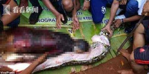 蛇吃人事件:印尼一起蟒蛇吞人事件(胆小勿入) 蛇吃人事件:印尼一起蟒蛇吞人事件(胆小勿入)