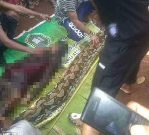 蛇吃人事件:印尼一起蟒蛇吞人事件(胆小勿入) 蛇吃人事件:印尼一起蟒蛇吞人事件(胆小勿入)