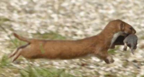 黄鼠狼怕什么揭晓(图) 黄鼠狼怕什么揭晓(图)