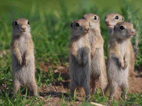 黄鼠狼怕什么揭晓(图) 黄鼠狼怕什么揭晓(图)