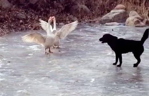 黄鼠狼怕什么揭晓(图) 黄鼠狼怕什么揭晓(图)