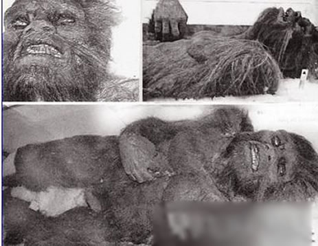 喜马拉雅山雪怪之谜:雪怪是什么生物真的有雪怪吗 喜马拉雅山雪怪之谜:雪怪是什么生物真的有雪怪吗