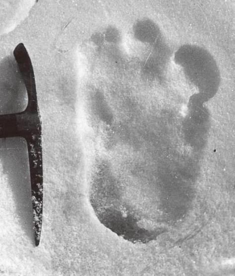 喜马拉雅山雪怪之谜：雪怪是什么生物真的有雪怪吗