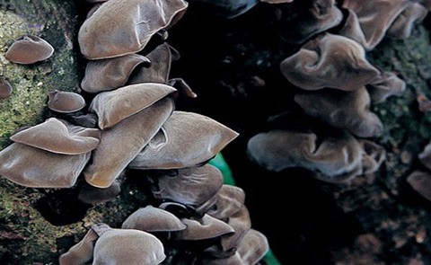 木耳和它们是天生的“敌人”,不要一起食用（图）