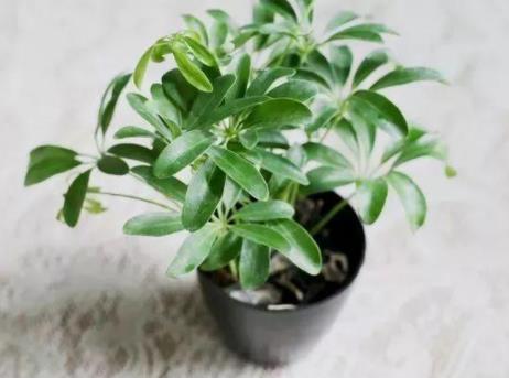 家里有个吸烟的,摆上这几种花,专治二手烟,全家都健康! 家里有个吸烟的,摆上这几种花,专治二手烟,全家都健康!