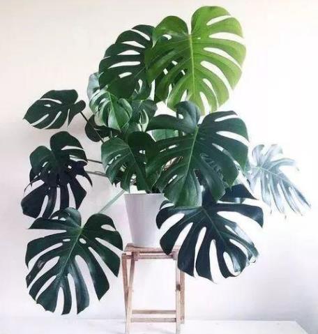 家里有个吸烟的,摆上这几种花,专治二手烟,全家都健康! 家里有个吸烟的,摆上这几种花,专治二手烟,全家都健康!