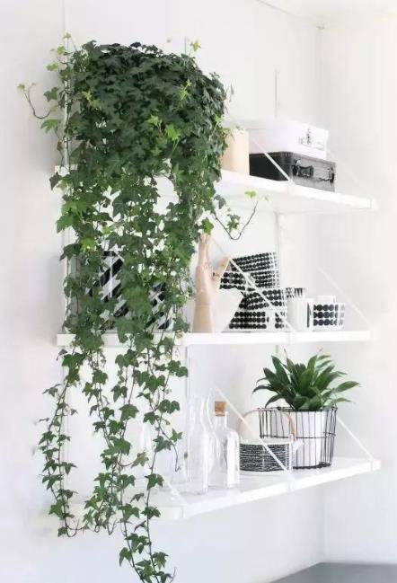 家里有个吸烟的,摆上这几种花,专治二手烟,全家都健康! 家里有个吸烟的,摆上这几种花,专治二手烟,全家都健康!