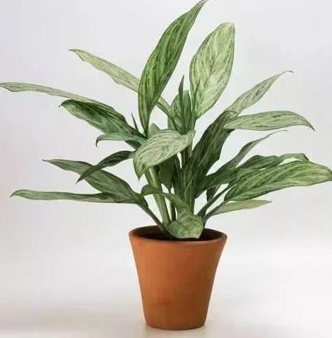 家里有个吸烟的,摆上这几种花,专治二手烟,全家都健康!