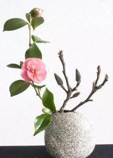 家里有个吸烟的,摆上这几种花,专治二手烟,全家都健康!