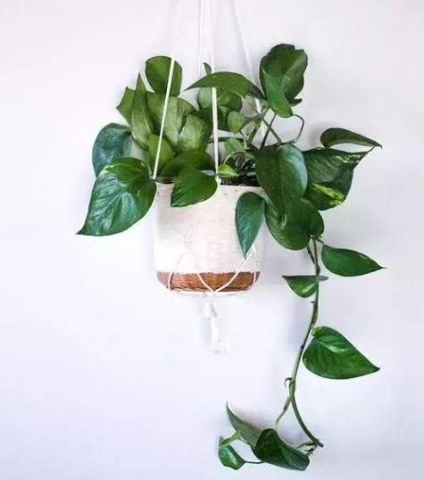 家里有个吸烟的,摆上这几种花,专治二手烟,全家都健康!