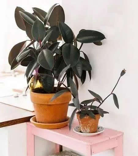 家里有个吸烟的,摆上这几种花,专治二手烟,全家都健康! 家里有个吸烟的,摆上这几种花,专治二手烟,全家都健康!