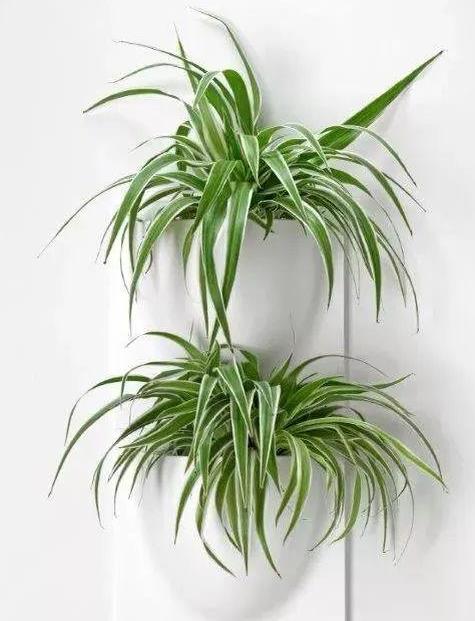 家里有个吸烟的,摆上这几种花,专治二手烟,全家都健康! 家里有个吸烟的,摆上这几种花,专治二手烟,全家都健康!