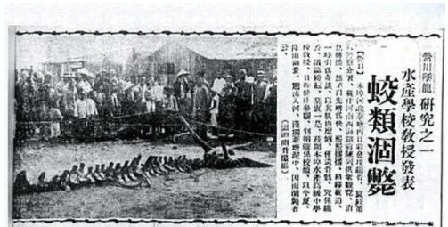 传说中龙真的存在吗?真龙标本与照片(图) 传说中龙真的存在吗?真龙标本与照片(图)