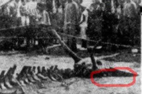 传说中龙真的存在吗?真龙标本与照片(图) 传说中龙真的存在吗?真龙标本与照片(图)