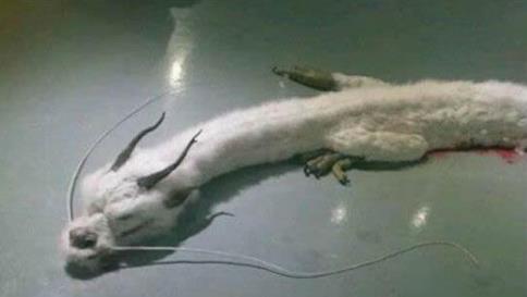 传说中龙真的存在吗?真龙标本与照片(图) 传说中龙真的存在吗?真龙标本与照片(图)