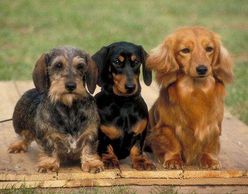 梦见狗是什么意思:梦见狗狗相关的解梦汇总 梦见狗是什么意思:梦见狗狗相关的解梦汇总