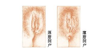 健康女性生殖长啥样(模样大揭秘) 健康女性生殖长啥样(模样大揭秘)