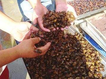 知了猴的营养价值:一个知了猴使用禁忌有哪些 知了猴的营养价值:一个知了猴使用禁忌有哪些