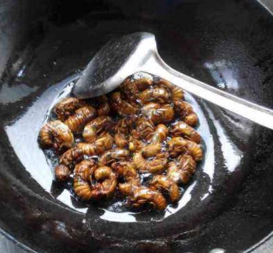 知了猴的营养价值：一个知了猴使用禁忌有哪些