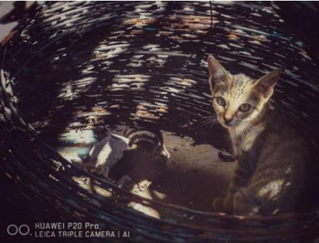 谈资：一文让你读懂极光色的独一无二在哪里！