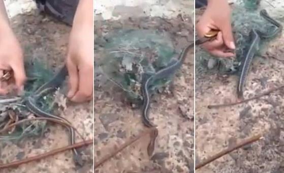 蛇报恩的民间传说故事3篇：民间真实蛇灾事件盘点