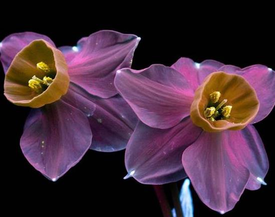 带上这款极光色手机，无论什么场合你都是焦点！