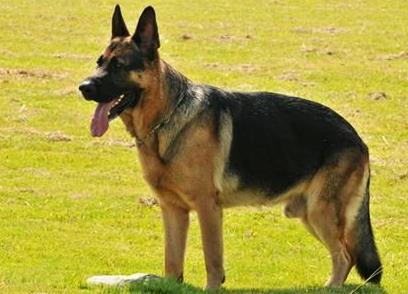 揭世界最聪明的狗狗：5种公认最聪明狗图片及介绍