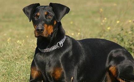 揭世界最聪明的狗狗：5种公认最聪明狗图片及介绍