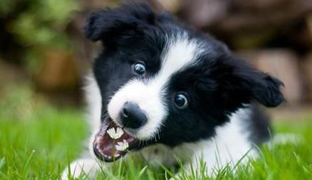 揭世界最聪明的狗狗：5种公认最聪明狗图片及介绍