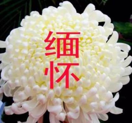 缅怀是什么意思:缅怀是什么简介 缅怀是什么意思:缅怀是什么简介