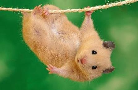 卖竹鼠是什么梗:卖竹鼠三元一只十元三只怎么回事 卖竹鼠是什么梗:卖竹鼠三元一只十元三只怎么回事