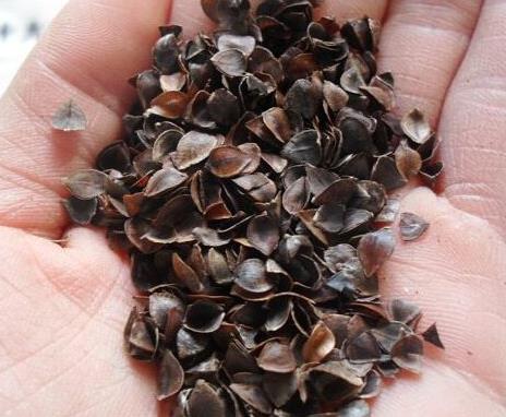 补肾食物6种黑色补肾食物（图）