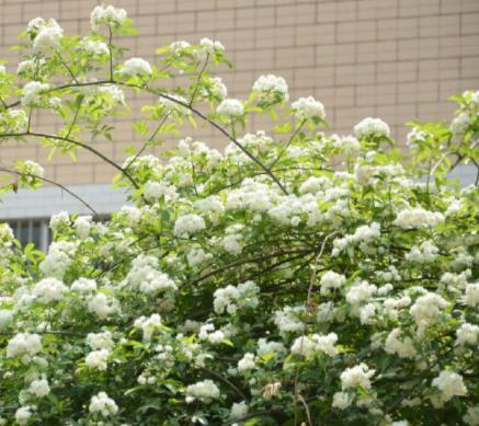 驱蚊植物：驱蚊草除虫菊等12种驱蚊植物介绍
