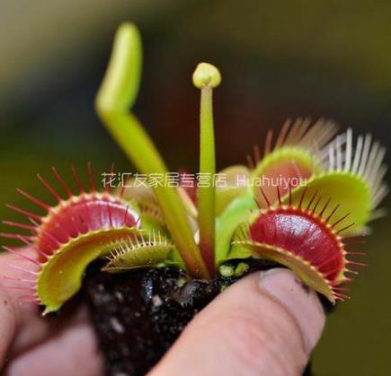 驱蚊植物:驱蚊草除虫菊等12种驱蚊植物介绍 驱蚊植物:驱蚊草除虫菊等12种驱蚊植物介绍