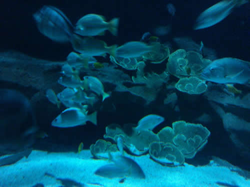 海底一万米是一种什么样的体验：蛟龙号都望而却步