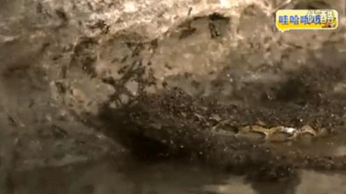 ?揭秘食人蚁可吞噬人类么?非洲食人蚁存在吗（图）