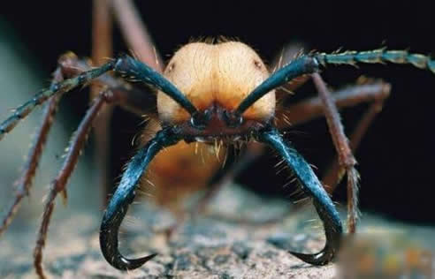 ?揭秘食人蚁可吞噬人类么?非洲食人蚁存在吗(图) ?揭秘食人蚁可吞噬人类么?非洲食人蚁存在吗(图)