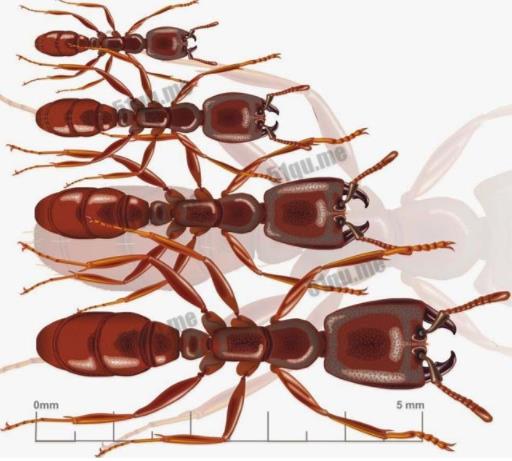 世界上最大的蚂蚁能长多大:史前恐怖巨型蚂蚁5厘米