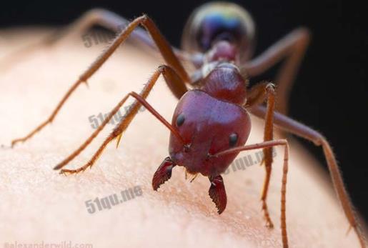 世界上最大的蚂蚁能长多大:史前恐怖巨型蚂蚁5厘米