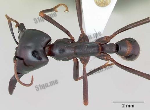 世界上最大的蚂蚁能长多大：史前恐怖巨型蚂蚁5厘米